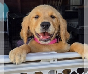 Golden Retriever Puppy for sale in OKTAHA, OK, USA