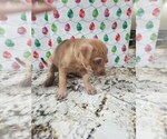 Small Photo #29 Phu Quoc (Vietnam Island) Ridgeback Puppy For Sale in HELOTES, TX, USA