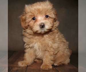 Maltese-Maltipoo Mix Puppy for sale in LANSING, MI, USA