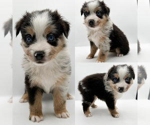 Miniature Australian Shepherd Puppy for sale in BROOKER, FL, USA