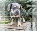 Small #3 French Bulldog