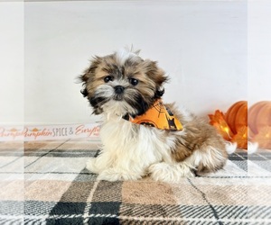 Shih Tzu Puppy for Sale in GREENFIELD, Indiana USA
