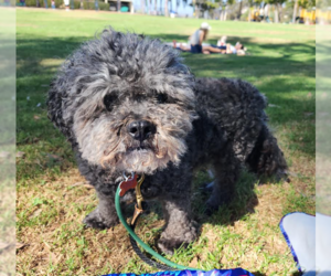 Charlie - Male Poodle (Miniature) Dog for Adoption - Photo #10