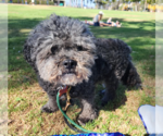Small Photo #10 Poodle (Miniature) Puppy For Sale in San Diego, CA, USA