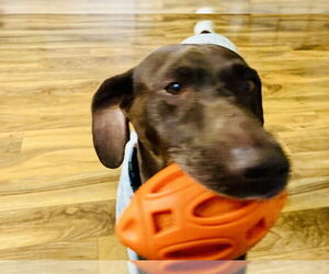 German Shorthaired Pointer Dogs for adoption in Menlo Park, CA, USA