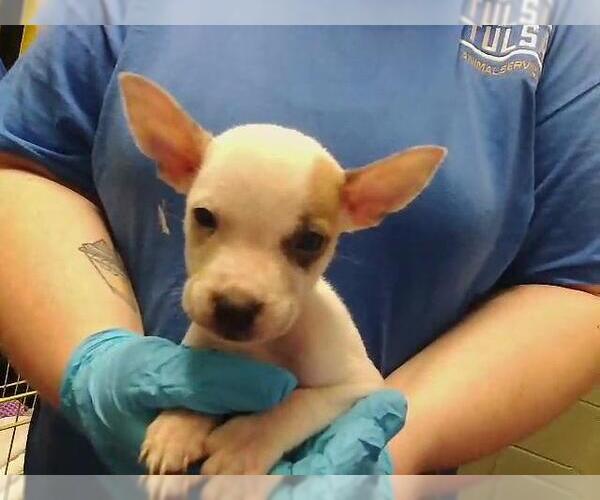 Medium Photo #1 Mutt Puppy For Sale in Tulsa, OK, USA