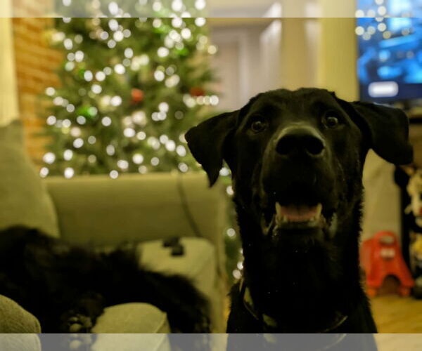 Medium Photo #8 Labrador Retriever-Unknown Mix Puppy For Sale in Sandy, UT, USA