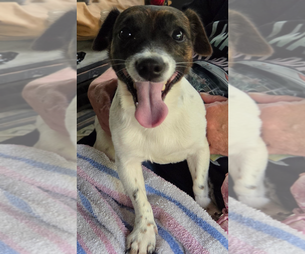 Medium Photo #2 Jack Russell Terrier-Unknown Mix Puppy For Sale in Decatur, GA, USA