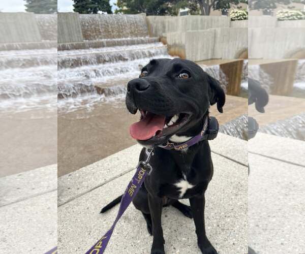 Medium Photo #4 Labrador Retriever-Unknown Mix Puppy For Sale in Sheboygan, WI, USA