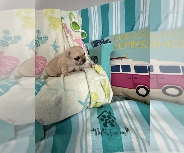 Medium Photo #13 French Bulldog Puppy For Sale in OPP, AL, USA