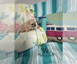 Small #12 French Bulldog