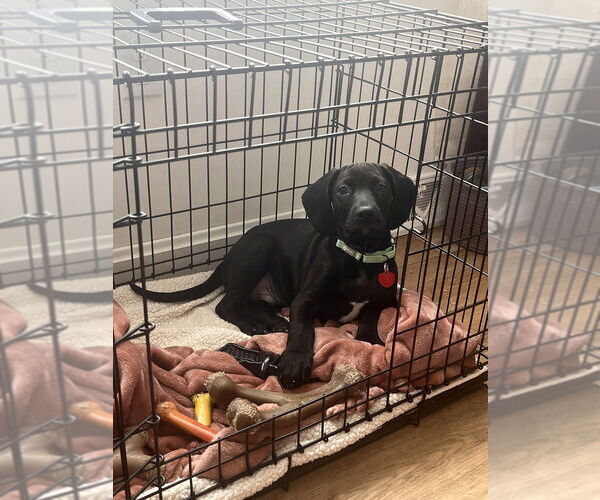 Medium Photo #4 Mutt Puppy For Sale in Springdale, PA, USA