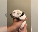 Small Photo #42 Labrador Retriever Puppy For Sale in ESCONDIDO, CA, USA