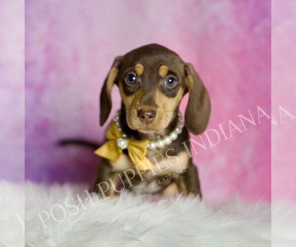 Medium Photo #4 Dachshund Puppy For Sale in WARSAW, IN, USA