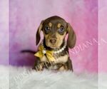 Small #3 Dachshund