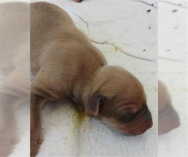 Medium Photo #1 Labrador Retriever-Unknown Mix Puppy For Sale in Houston, TX, USA