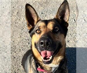 German Shepherd Dog Dogs for adoption in Woodland, CA, USA