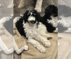 Bernedoodle (Miniature) Puppy for sale in ZEELAND, MI, USA