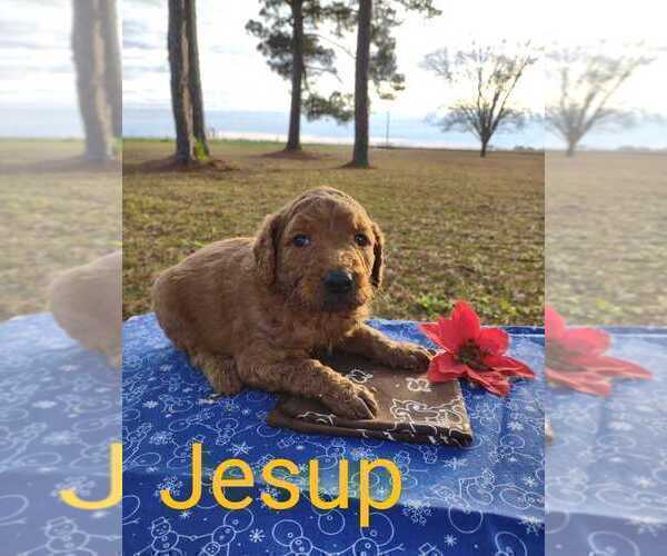 Medium Photo #3 Goldendoodle Puppy For Sale in MILLEN, GA, USA