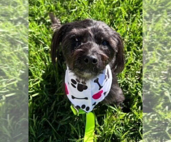 Medium Photo #11 Mutt Puppy For Sale in Corona, CA, USA