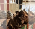 Puppy Puppy 1 French Bulldog