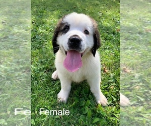 Saint Bernard Puppy for sale in HAYFIELD, MN, USA
