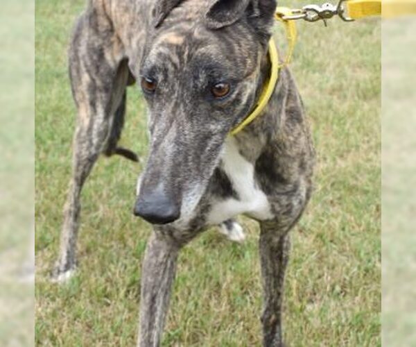 Medium Photo #1 Greyhound Puppy For Sale in Grandville, MI, USA