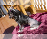 Small Photo #6 Chinese Crested Puppy For Sale in AURORA, CO, USA