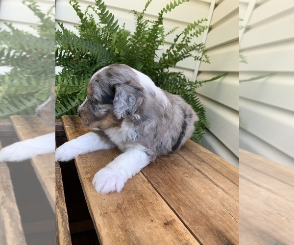 Medium Photo #3 Aussiedoodle Miniature  Puppy For Sale in KNOB NOSTER, MO, USA