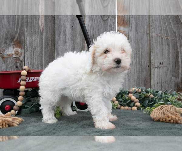 Medium Photo #2 Poodle (Toy) Puppy For Sale in HOWE, IN, USA