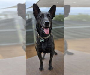 Dutch Shepherd -Unknown Mix Dogs for adoption in Imlay City, MI, USA