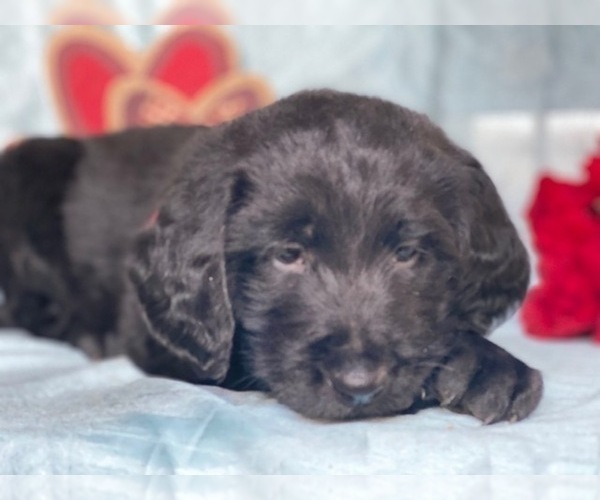 Medium Photo #4 Labradoodle Puppy For Sale in LANCASTER, PA, USA
