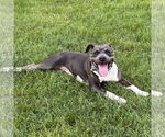 Small #25 American Pit Bull Terrier