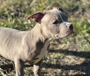 American Bully Puppy for sale in LORANGER, LA, USA