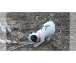 Small Photo #4 French Bulldog Puppy For Sale in ROCK ISLAND, TN, USA