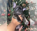 Puppy 1 French Bulldog