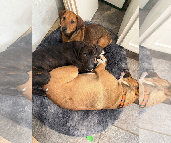 Medium Photo #2 Plott Hound-Unknown Mix Puppy For Sale in Germantown, OH, USA