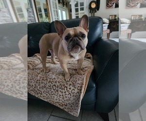 Mother of the French Bulldog puppies born on 12/23/2022