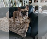 Small Photo #1 French Bulldog Puppy For Sale in FT MYERS, FL, USA