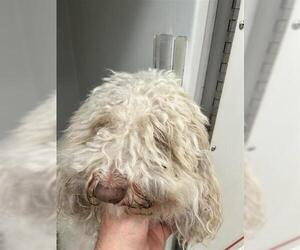 Maltese-Unknown Mix Dogs for adoption in Houston, TX, USA