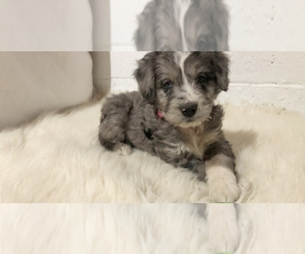 Medium Photo #2 Aussiedoodle Miniature  Puppy For Sale in GOSHEN, IN, USA
