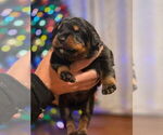 Small Photo #3 Rottweiler Puppy For Sale in WILLINGTON, CT, USA