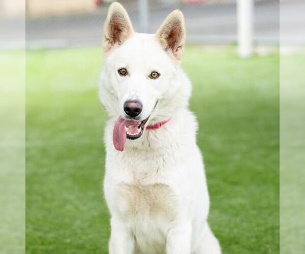 Medium Photo #1 Gerberian Shepsky Puppy For Sale in Camarillo, CA, USA