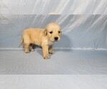 Small #3 Golden Retriever