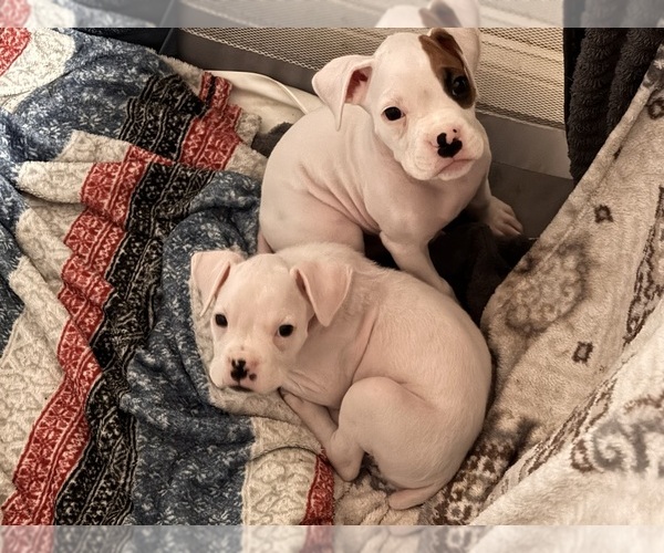 Medium Photo #6 Boxer Puppy For Sale in FAYETTEVILLE, GA, USA