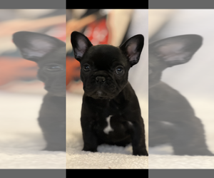 French Bulldog Puppy for Sale in APPLE VALLEY, California USA