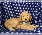 Small Photo #4 Goldendoodle Puppy For Sale in KIRKWOOD, PA, USA