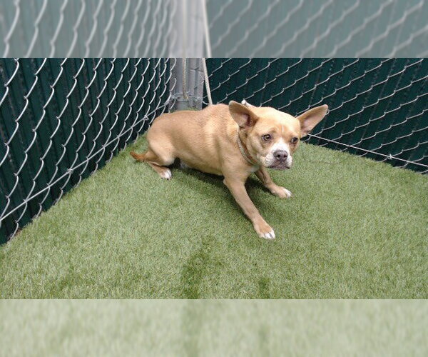 Medium Photo #1 Frenchie Pug Puppy For Sale in Downey, CA, USA