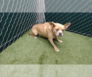 Frenchie Pug Dogs for adoption in Downey, CA, USA