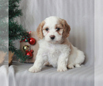 Small Photo #3 Cavachon Puppy For Sale in GAP, PA, USA